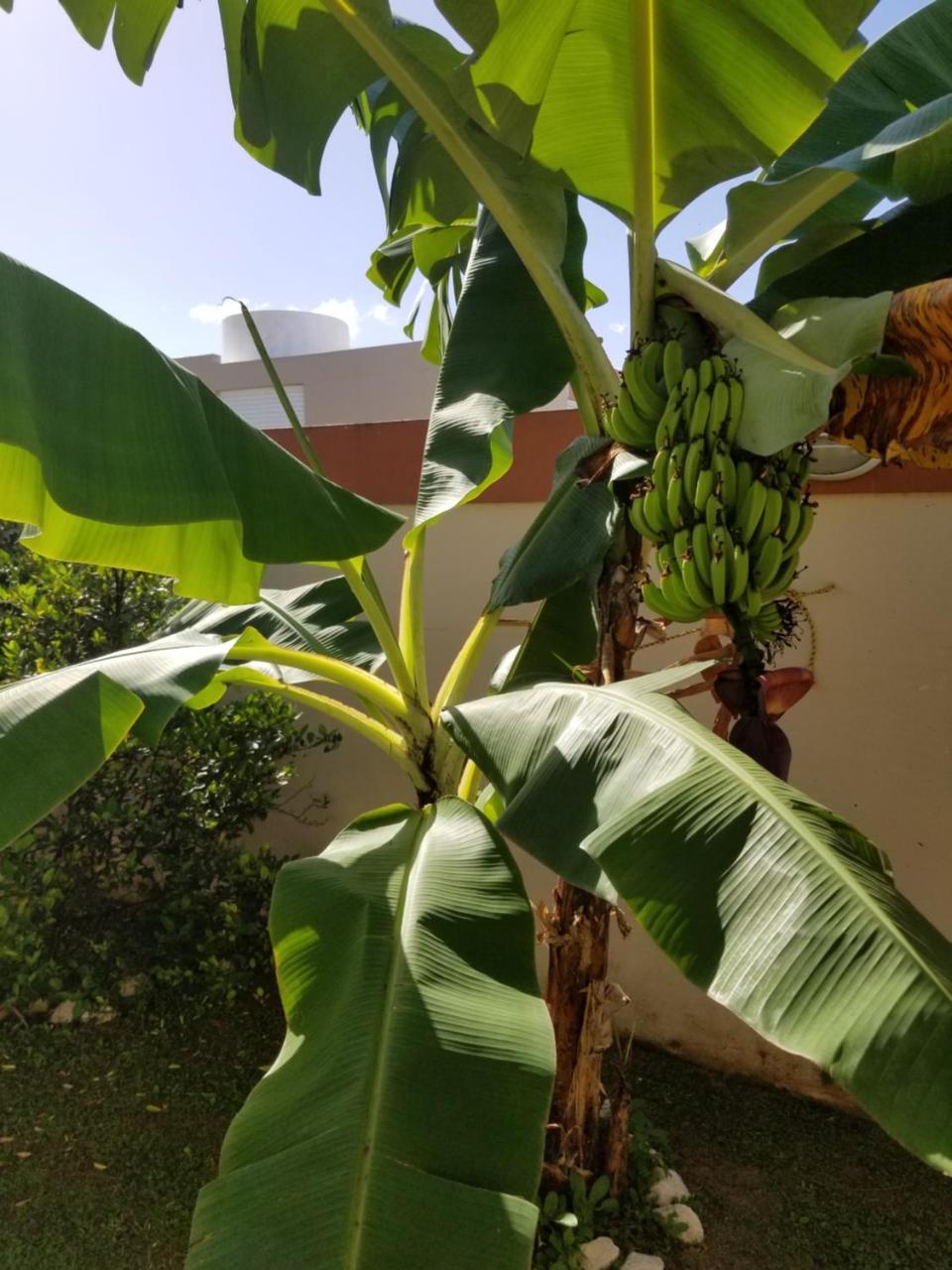 ホテル Tropical Delightful Guest Studio Canovanas エクステリア 写真